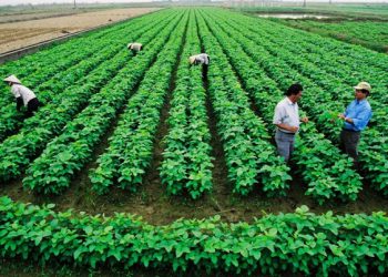 vay thế chấp đất trồng cây lâu năm